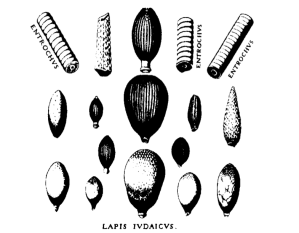 Jew's stones and crinoid stems, depicted in Michaelis Mercati,  Samminiatensis Metallotheca. Rome:Jo. Mariam Salvioni, 1717-1719.